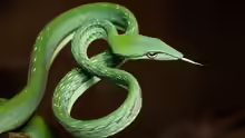 Ahaetulla prasina