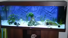 Aktuelle Aquarium