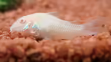 Albino Panzerwels, Corydoras aeneus