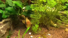 Ancistrus sp. "Gold"