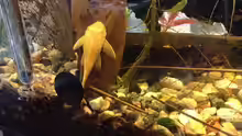 Ancistrus sp. "Gold"