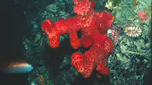 Alcyonium acaule