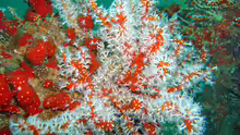 Alcyonium glomeratum