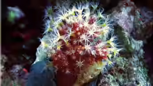 Alcyonium glomeratum