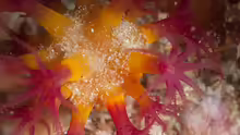 Alcyonium variabile
