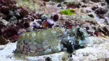 Algen Blenni - Salarias fasciatus 