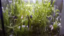 Algenrefugium