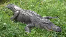 Alligator mississippiensis