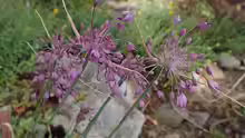 Allium carinatum