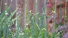 Allium proliferum