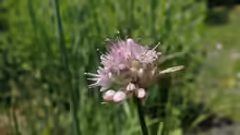 Allium strictum