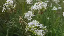 Allium tuberosum