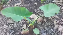 Alocasia macrorrhizos