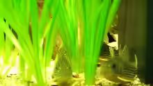 ALT: Corydoras sterbai 