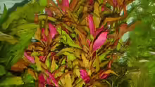 Alternanthera reineckii