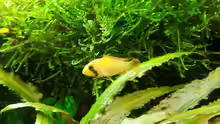 Apistogramma nijsseni