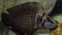 Altolamprologus calvus