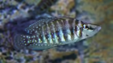 Altolamprologus calvus ´pearl congo´