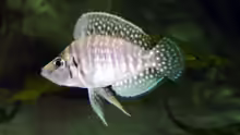 Altolamprologus calvus White