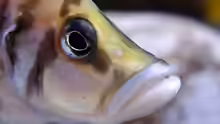 Altolamprologus calvus