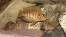 Altolamprologus Comprecciceps