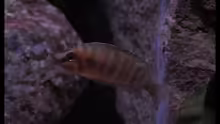 Altolamprologus compressiceps