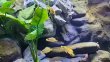 Altolamprologus compressiceps