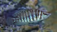 Altolamprologus