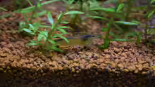 Rotala rotundifolia