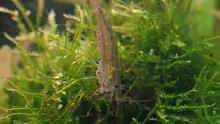 Caridina multidentata
