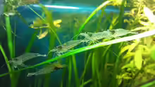 Amano Party