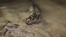 Ambystoma maculatum