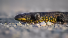 Ambystoma tigrinum