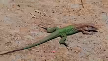 Ameiva ameiva