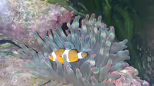 Amphiprion ocellaris - Anemonenfisch