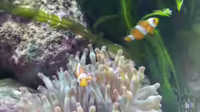 Amphiprion ocellaris - Anemonenfisch