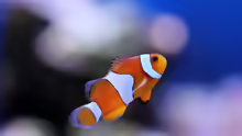 Amphiprion ocellaris - Anemonenfisch