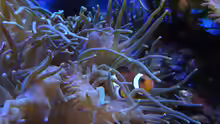 Amphiprion ocellaris - Falscher Clown - Anemonenfisch