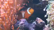 Amphiprion ocellaris