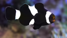 Amphiprion ocellaris black