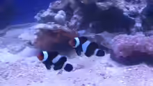 Amphiprion ocellaris black