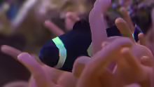 Amphiprion ocellaris black