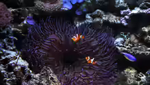 Amphiprion ocellaris in Wirtsanemone