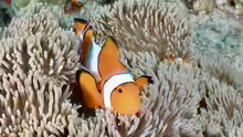 Amphiprion ocellaris