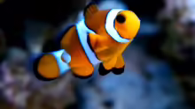 Amphiprion ocellaris
