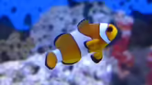 Amphiprion ocellaris