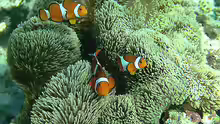 Amphiprion