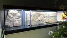 An Weihnachten habe ich die 3D Rückwand ins Aquarium gelegt, damit ich sehen kann