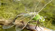 Anax imperator