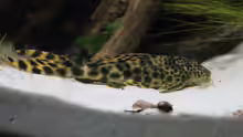Ancistomus cf. sabaji